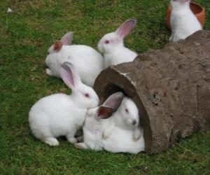 Puzle Grupo de coelho branco