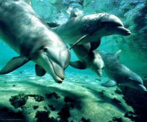 Puzle Grupo de delfins nadando no mar