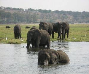 Puzle Grupo de elefantes em uma lagoa na savana