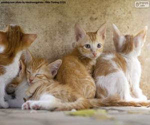 Puzle Grupo de gatinhos