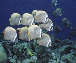 Puzle Grupo de peixes prateado