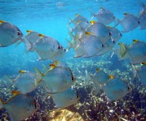 Puzle Grupo de peixes