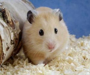 Puzle Hamster, roedores usados como animais de estimação e animais de laboratório
