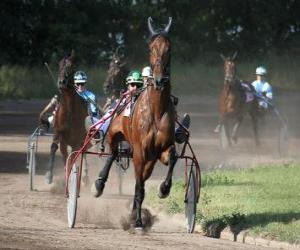 Puzle Harness racing