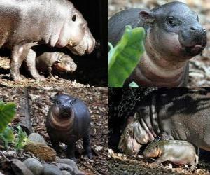 Puzle Hipopótamo-pigmeu no Taronga Zoo