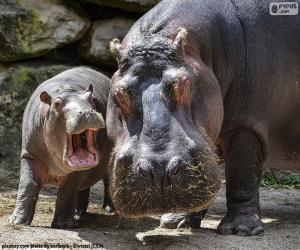 Puzle Hipopótamo ao lado de sua criação