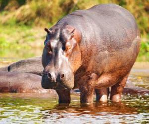 Puzle Hipopótamo selvagem
