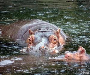 Puzle Hipopótamos na água
