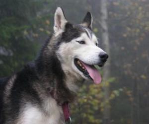 Puzle Husky siberiano