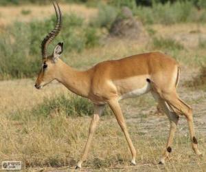 Puzle Impala