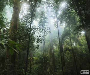 Puzle Interior da selva