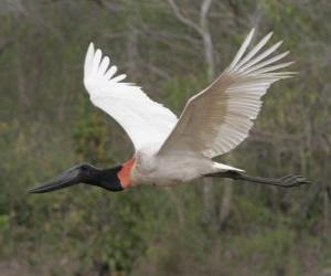 Puzle Jaburu, tuiuiú, tuiuguaçu, tuiú-quarteleiro, tuiupara, rei-dos-tuinins1 , tuim-de-papo-vermelho, cauauá e jabiru