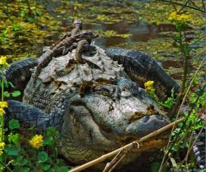 Puzle Jacaré americana, um dos maiores crocodilos nas Américas, uma espécie protegida em os EUA