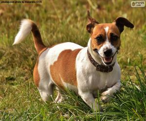 Puzle Jack Russell Terrier