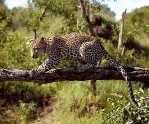 Puzle Jaguar em um galho de árvore