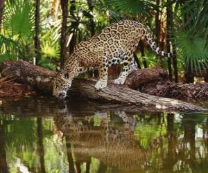 Puzle Jaguar - Onça-pintada