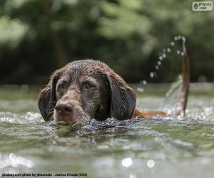 Puzle Labrador na água