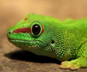 Puzle Lagarto verde