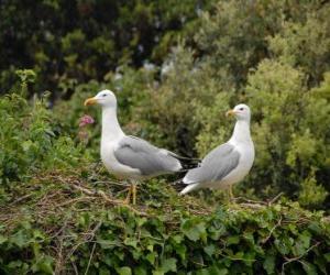 Puzle Laridae