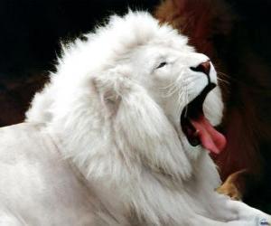 Puzle Leão branco