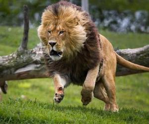 Puzle Leão correndo