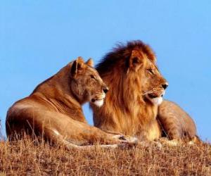 Puzle Leão e leoa
