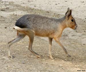 Puzle Lebre patagônica