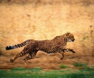 Puzle Leopardo correndo