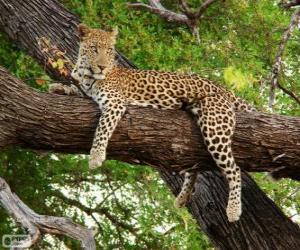 Puzle Leopardo descansando