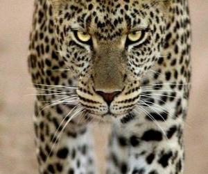 Puzle Leopardo