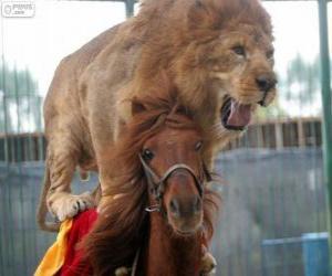 Puzle Leão e cavalo fazendo sua performance de circo