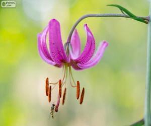 Puzle Lilium martagon