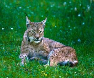 Puzle lince descansar