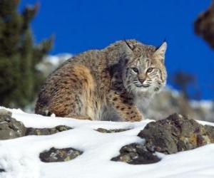 Puzle Lince o lynx adulto em uma paisagem de pedras e vegetação
