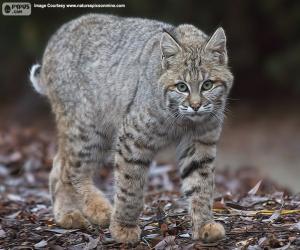 Puzle Lince vermelho