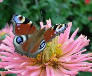 Puzle Linda borboleta com as asas completamente abertas