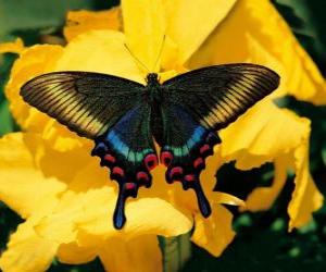 Puzle Linda borboleta em uma flor amarela