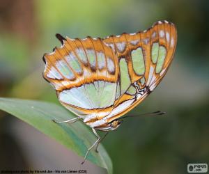 Puzle Linda borboleta