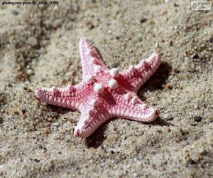 Puzle Linda estrela do mar