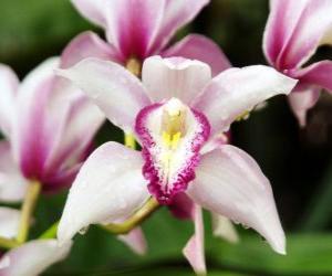 Puzle Lindas flores de orquídea