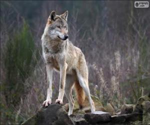 Puzle Lobo, um mamífero carnívoro do selvagem