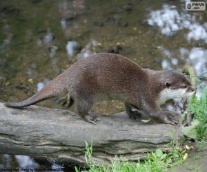 Puzle Lontra