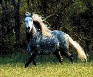 Puzle Lovely cavalo com longa crina e cauda longa