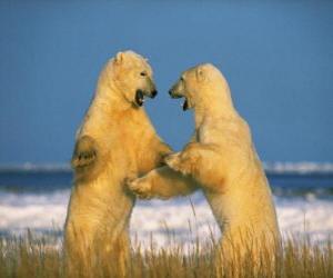 Puzle Luta de dois ursos grandes polares