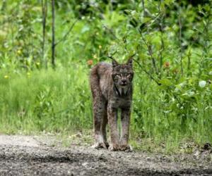 Puzle Lynx avec fortes jambes, de longues oreilles, queue courte et pelage jaspé