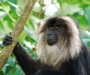 Puzle Macaco de cauda Leão