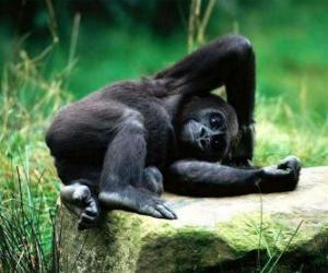 Puzle Macaco descansando