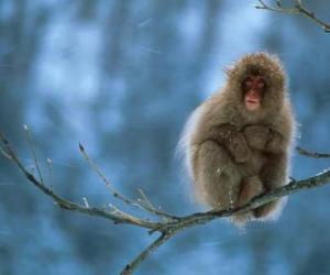Puzle Macaco sentado em um galho de árvore
