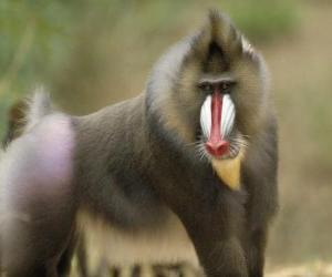 Puzle Macaco