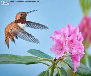 Puzle Macho beija-flor rufous e flor